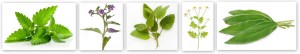 herbs1